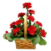 Send Red Carnation Basket 12 Flowers in Bengaluru on Friendship Day