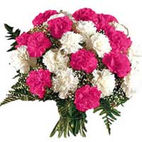 Online Flowers Delivery in Bangalore  : Pink White Carnations