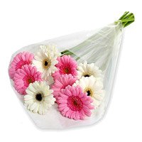 Send Pink White Gerbera Bouquet 12 Flowers in Bangalore. Online New Year Flowers in Bangalore