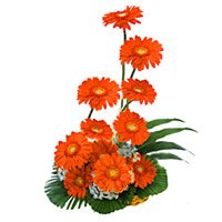 Send Flowers to Bangalore on New Year that includes Orange Gerbera Basket 12 of Flowers online Bangalore