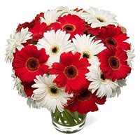 Online Best Valentine's Day Flowers to Bangalore : Red White Gerbera