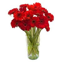 Deliver Red Gerbera in Vase 12 Flowers to Bangalore. Send Diwali Flowers in Bangalore