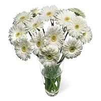 Diwali Flowers Delivery to Bangalore including White Gerbera in Vase 12 Flowers