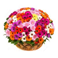 Flower Delivery in Bengaluru - Mix Gerbera Basket
